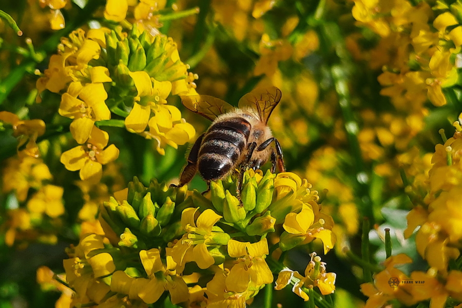 Beeswax & Bees: A Sweet Partnership